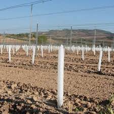 Protector carton cultivo arboles